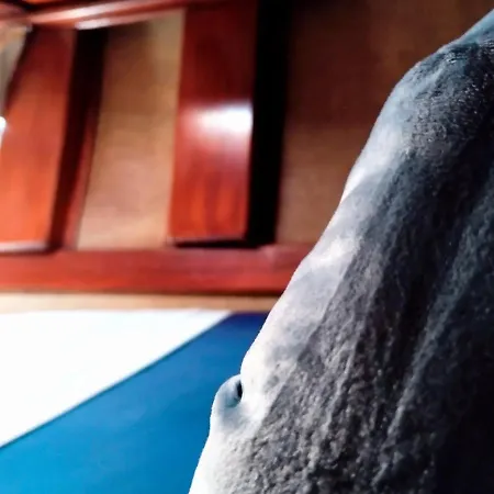 1983 * Las Palmas de Gran Canaria